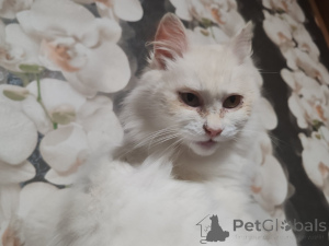 Zdjęcie №2 do zapowiedźy № 156571 na sprzedaż   - wkupić się Białoruś prywatne ogłoszenie