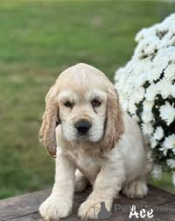Zdjęcie №2 do zapowiedźy № 165802 na sprzedaż  cocker spaniel angielski - wkupić się Włochy prywatne ogłoszenie, hodowca