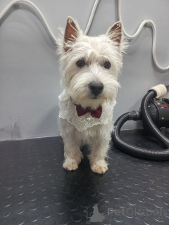 Zdjęcie №3. Uroczy mały biały terier (mężczyzna) w wieku 11 tygodni (DOB 22/07/2025). Wielka Brytania