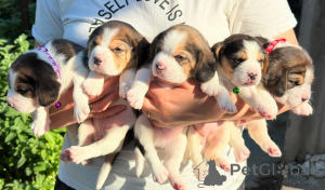 Zdjęcie №1. beagle (rasa psa) - na sprzedaż w Tyraspol | negocjowane | Zapowiedź №124815