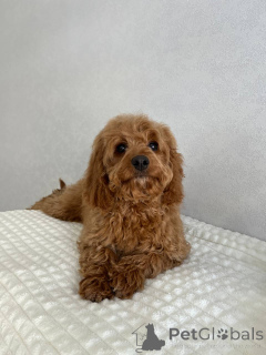 Zdjęcie №1. pies nierasowy - na sprzedaż w Amsterdam | negocjowane | Zapowiedź №166825