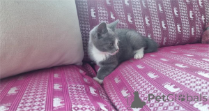 Zdjęcie №1. munchkin - na sprzedaż w Desuu-roxlau | 1674zł | Zapowiedź № 154214