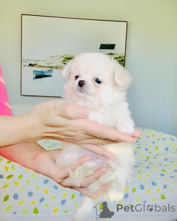 Zdjęcie №3. Dostępne szczenięta Chihuahua. Niemcy