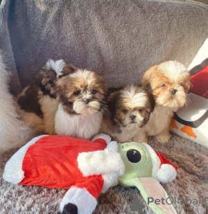 Zdjęcie №3. Szczenięta Shih Tzu gotowe na nowy dom.. Hiszpania