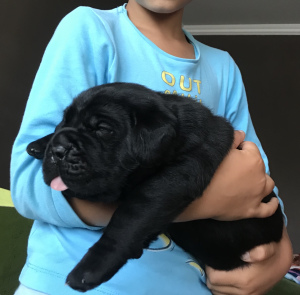 Zdjęcie №3. Najlepsi przedstawiciele rasy Cane Corso. Białoruś