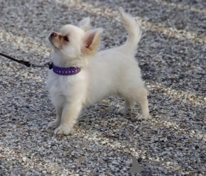 Zdjęcie №1. chihuahua (rasa psów) - na sprzedaż w Aalen | negocjowane | Zapowiedź №167122