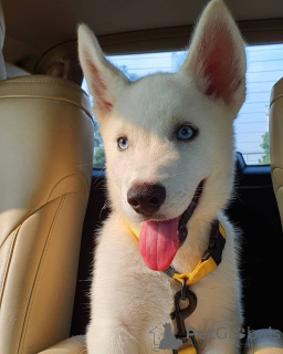 Zdjęcie №1. husky syberyjski - na sprzedaż w Jindrichuv Hradec | 4305zł | Zapowiedź №162868