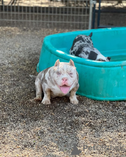 Zdjęcie №1. american bully - na sprzedaż w Bielefeld | 4779zł | Zapowiedź №147472