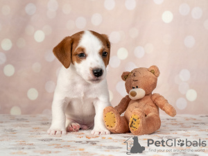 Zdjęcie №4. Sprzedam jack russell terrier w Kijów. prywatne ogłoszenie - cena - 2521zł