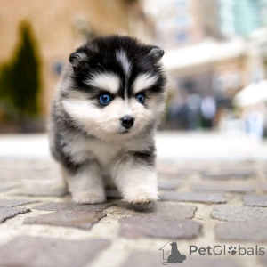 Zdjęcie №1. husky syberyjski - na sprzedaż w Berlin | 4784zł | Zapowiedź №138887