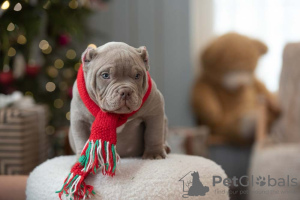 Zdjęcie №2 do zapowiedźy № 82916 na sprzedaż  american bully - wkupić się USA prywatne ogłoszenie, hodowca