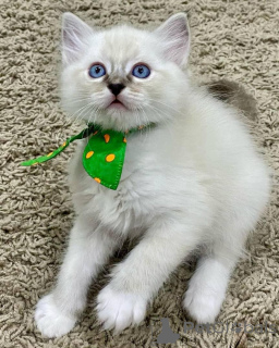 Zdjęcie №1. ragdoll - na sprzedaż w Iisalmi | 2153zł | Zapowiedź № 168917