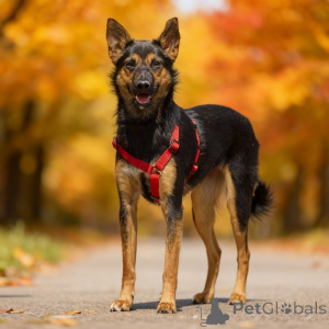 Zdjęcie №3. Chipa, 1 rok, to energiczny, zabawny i bardzo domowy pies!. Federacja Rosyjska