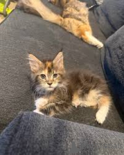 Zdjęcie №3. Chatons Maine Coon do sprzedaży. Finlandia