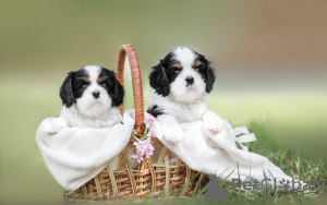 Zdjęcie №2 do zapowiedźy № 100617 na sprzedaż  cavalier king charles spaniel - wkupić się Białoruś od żłobka