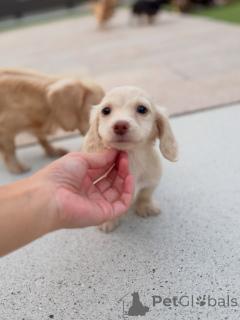 Zdjęcie №1. jamnik - na sprzedaż w Linz | negocjowane | Zapowiedź №163658