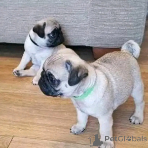 Zdjęcie №1. mops - na sprzedaż w Florina | negocjowane | Zapowiedź №170502