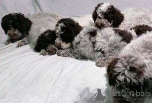 Dodatkowe zdjęcia: Szczenięta Lagotto Romagnolo