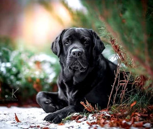 Dodatkowe zdjęcia: Szczeniak Labrador Retriever