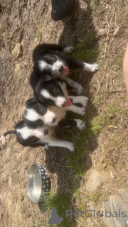 Zdjęcie №1. border collie - na sprzedaż w EISMA | Bezpłatny | Zapowiedź №176062
