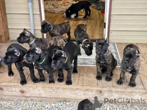 Zdjęcie №2 do zapowiedźy № 173389 na sprzedaż  cane corso - wkupić się Dania prywatne ogłoszenie, hodowca