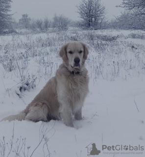 Zdjęcie №1. golden retriever - na sprzedaż w Zaporoże | 1981zł | Zapowiedź №78615