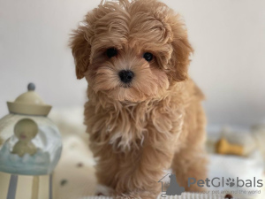 Zdjęcie №3. Maltipoo. Niemcy