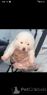 Zdjęcie №1. szpic japoński - na sprzedaż w Birkenwerder | 1622zł | Zapowiedź №161339