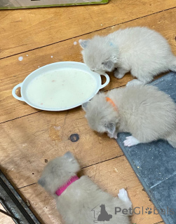 Zdjęcie №4. Sprzedam ragdoll w Wiener Neustadt. hodowca - cena - 718zł