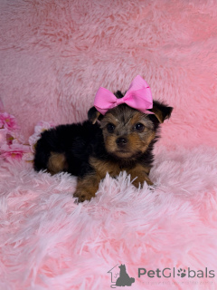Zdjęcie №1. yorkshire terrier - na sprzedaż w Montpellier | negocjowane | Zapowiedź №169423