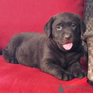 Zdjęcie №1. labrador retriever - na sprzedaż w Berlin | 2870zł | Zapowiedź №176361
