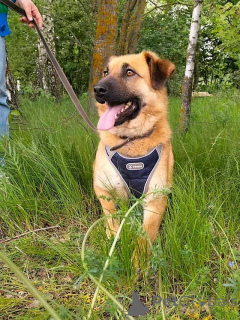 Zdjęcie №1. pies nierasowy - na sprzedaż w Moskova | Bezpłatny | Zapowiedź №163650