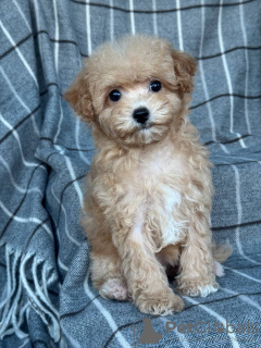 Zdjęcie №3. Urocza szczeniak Maltipoo do adopcji. USA