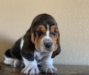 Zdjęcie №1. basset hound - na sprzedaż w Praga | negocjowane | Zapowiedź №96390