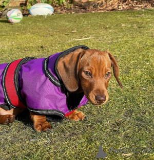 Zdjęcie №3. 3 Szczenięta jamnika są zabawnymi, ciekawskimi i uroczymi towarzyszami. Ze. Francja