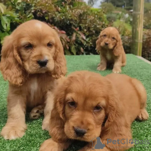 Zdjęcie №1. cocker spaniel angielski - na sprzedaż w Toulouse | 1674zł | Zapowiedź №31688