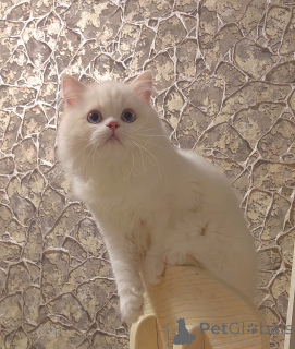 Zdjęcie №3. Szkockie kocięta. Federacja Rosyjska