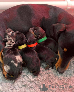 Zdjęcie №1. jamnik - na sprzedaż w Christchurch | 6951zł | Zapowiedź №166199