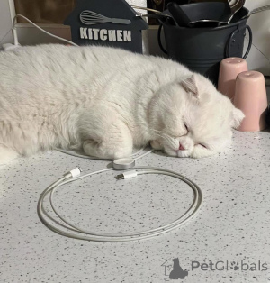 Zdjęcie №3. DZIEWCZYNKA SZUKA SWOJEGO DOMU WIĘCEJ scottishfoldkittens scottishfold. Francja