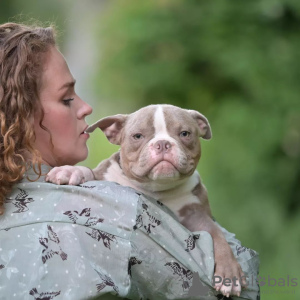 Zdjęcie №3. Amerykańskie byki Micro, NANO. Białoruś