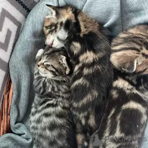 Zdjęcie №1. kot bengalski - na sprzedaż w Wandeup | 1818zł | Zapowiedź № 167253