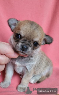 Zdjęcie №3. Chłopiec chihuahua czerwony kolor. Federacja Rosyjska