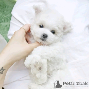 Zdjęcie №3. Bichon FRIZE WELPEN BEREIT ZU Gehen. USA