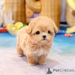 Zdjęcie №1. maltipu - na sprzedaż w Alabama | negocjowane | Zapowiedź №152225