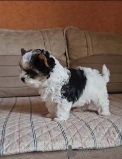 Zdjęcie №3. bóbr. Gruzja