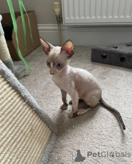 Zdjęcie №1. kot cornish rex - na sprzedaż w Burgdorf | 1674zł | Zapowiedź № 147335