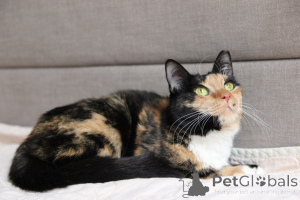 Zdjęcie №2 do zapowiedźy № 164182 na sprzedaż   - wkupić się Białoruś ze schronu