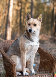 Zdjęcie №4. Sprzedam pies nierasowy w Москва.  - cena - Bezpłatny
