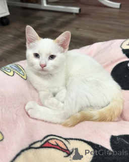 Zdjęcie №3. Kot domowy. Niemcy