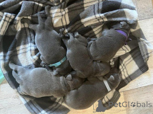 Zdjęcie №1. staffordshire bull terrier - na sprzedaż w Valmiera | negocjowane | Zapowiedź №159991